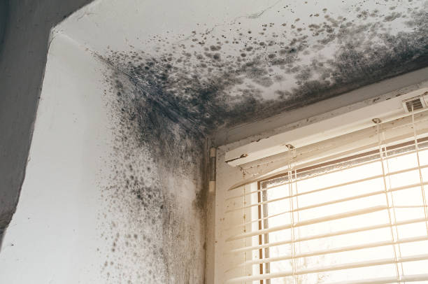 Affordable Mold Cleanup solutions in Nolensville, TN